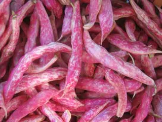 Barbunya Fasulye Türleri ve Özellikleri Barbunya Fasulye Türleri ve Özellikleri